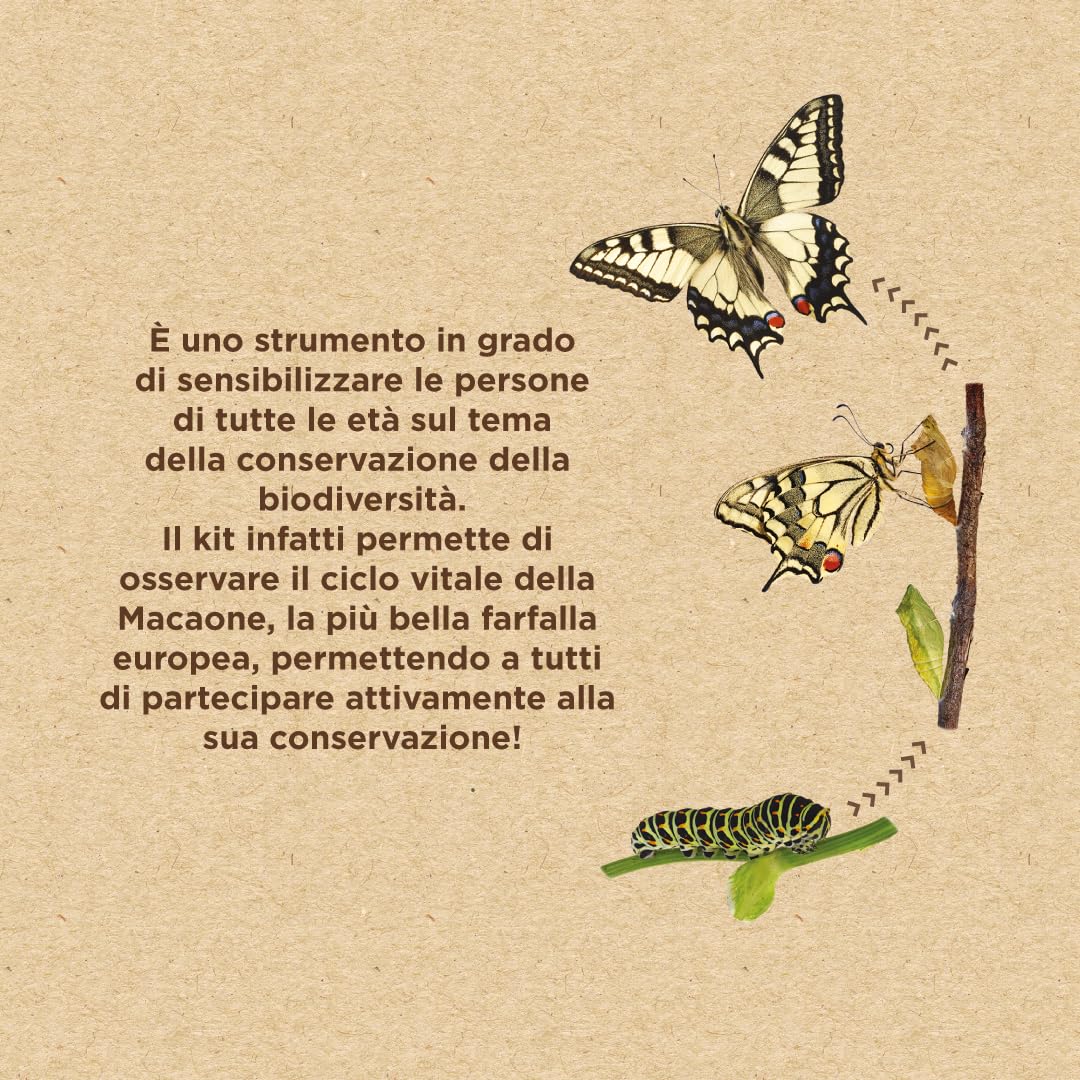 MacaKit, Il Kit per Allevare in Casa Le Farfalle Macaone - Esperimento educativo, Kit educativi scientifici per Bambini, Idee Regalo Bambino Bambina (KIT CON BRUCHI)