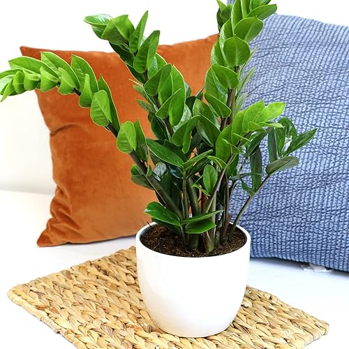 Miniatura 5 de Zamioculcas Zamiifolia de 6 pulgadas, plantas ZZ vivas para interiores, plantas de interior vivas para interiores, plantas de interior vivas,