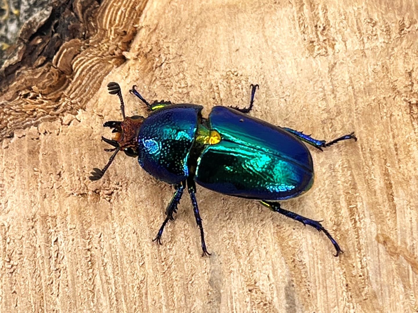 ラトレイユ コガシラクワガタ 標本 2025年最新】コガシラクワガタ 標本の人気アイテム - メルカリ