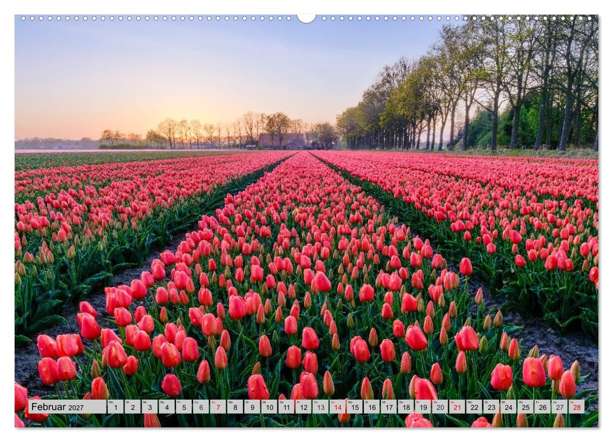 CALVENDO · Im Zauber der Niederlande - Tulpenmeer (Kalender 2027) | DIN A2 Querformat · Wandkalender · Windmühlen · Blütenpracht trifft Mühlenromantik