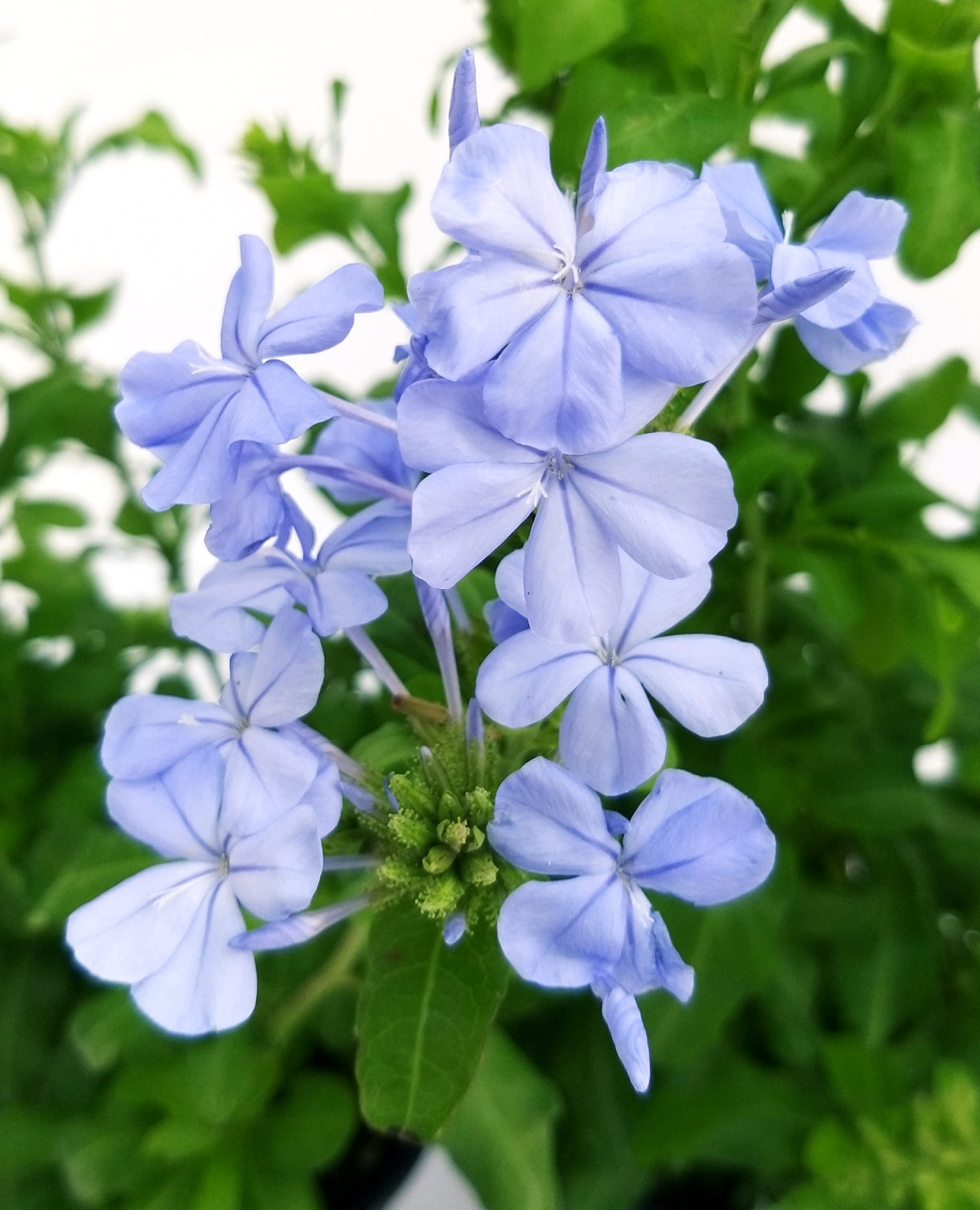 POWERS TO FLOWERS - PLUMBAGO 3 PIANTE, VASO 14CM, piante vere