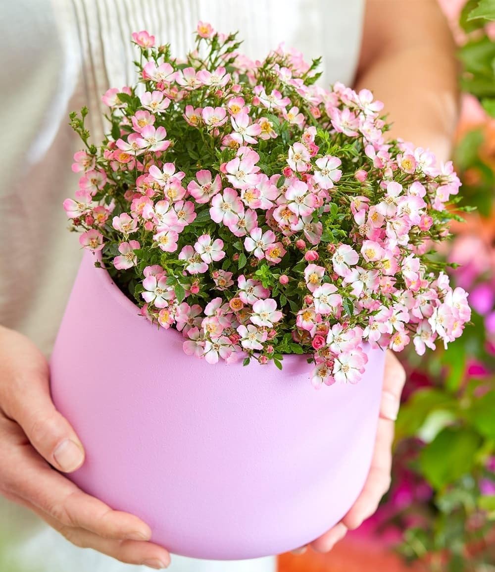 BALDUR Garten 6x Alpin-Rose Cutie Pie®, Pflanzen im 9x9 cm-Topf