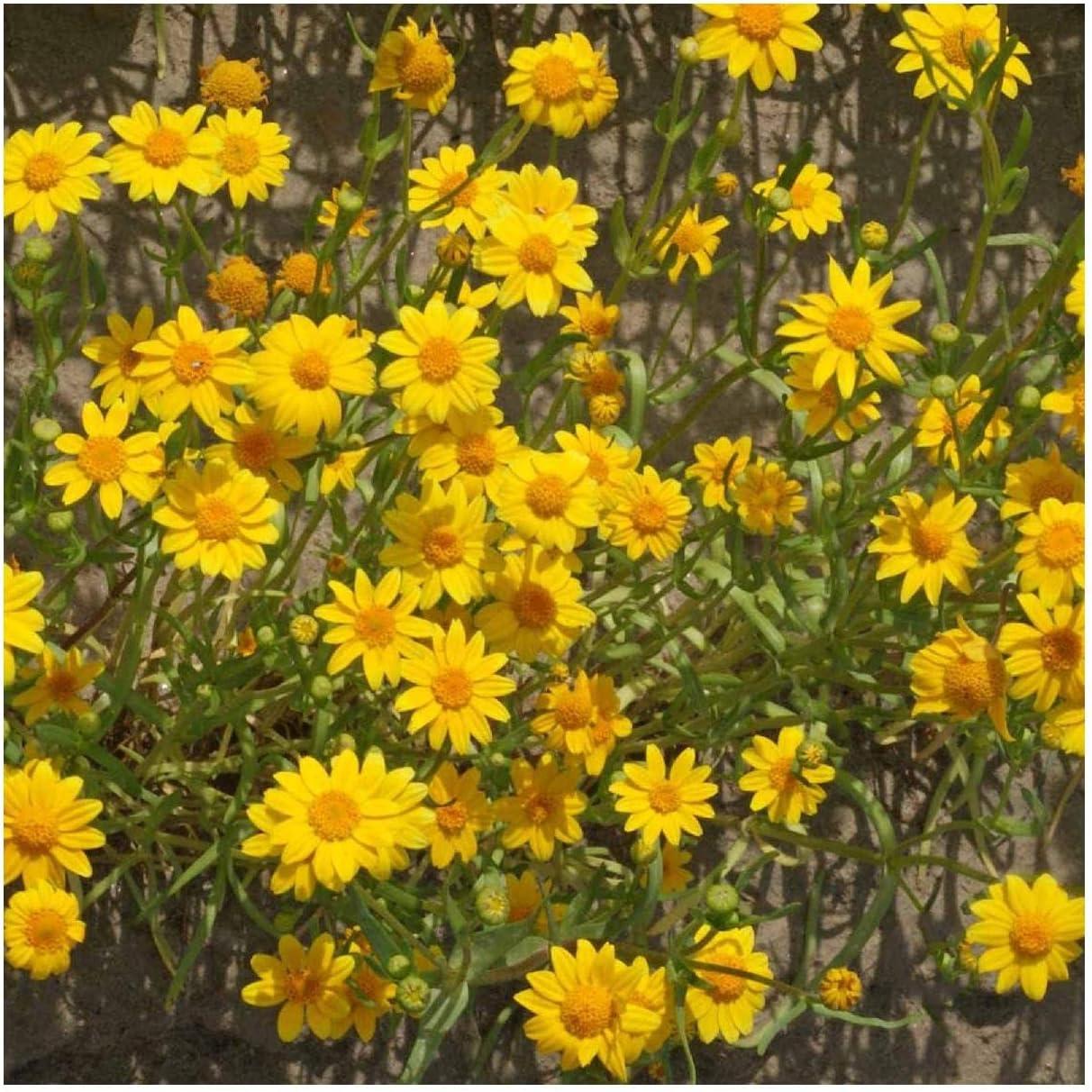 Everwilde Farms - 1/4 Lb Goldfields Native Wildflower Seeds - Gold Vault