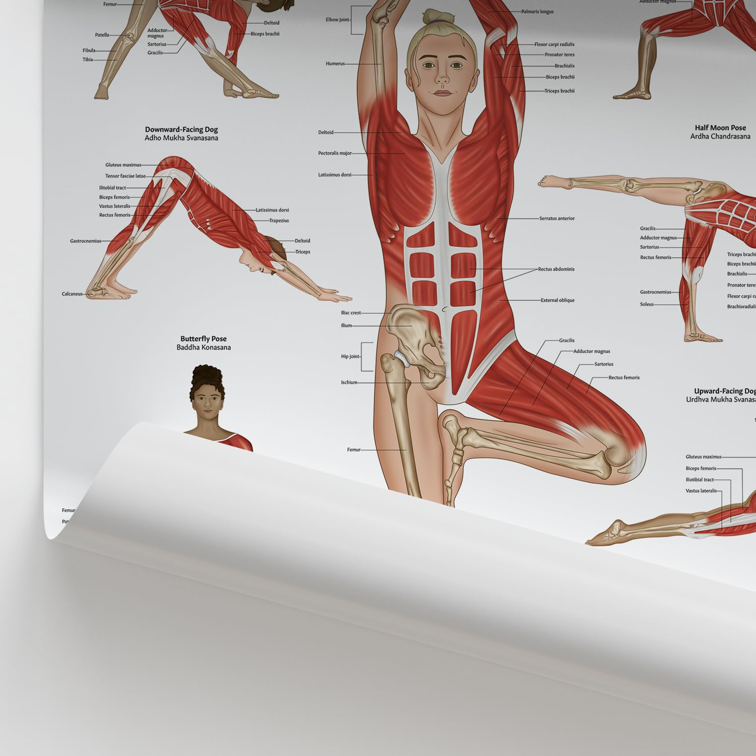 Yoga Anatomie und Physiologie Poster, Fitness Diagramm, 45x60 cm, 61.0x45.7 cm, Sportunterricht, Yoga Posen