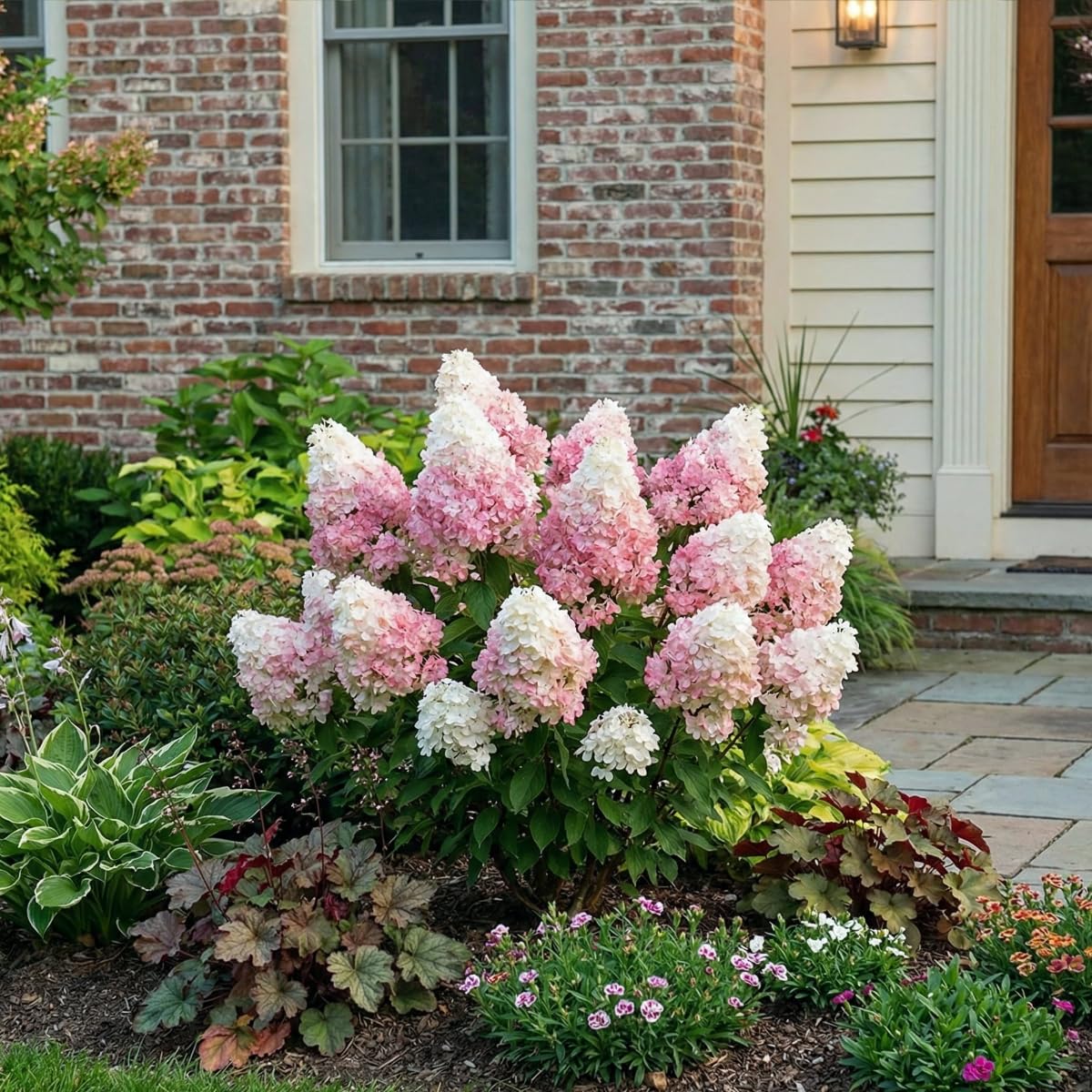 Hydrangea Vanille Fraisse (2 planten) Winterbestendige Paniculata Hortensia's, echte tuinplanten uit Nederland (geen zaden, geen kunstbloemen), vaste planten voor potten en balkons