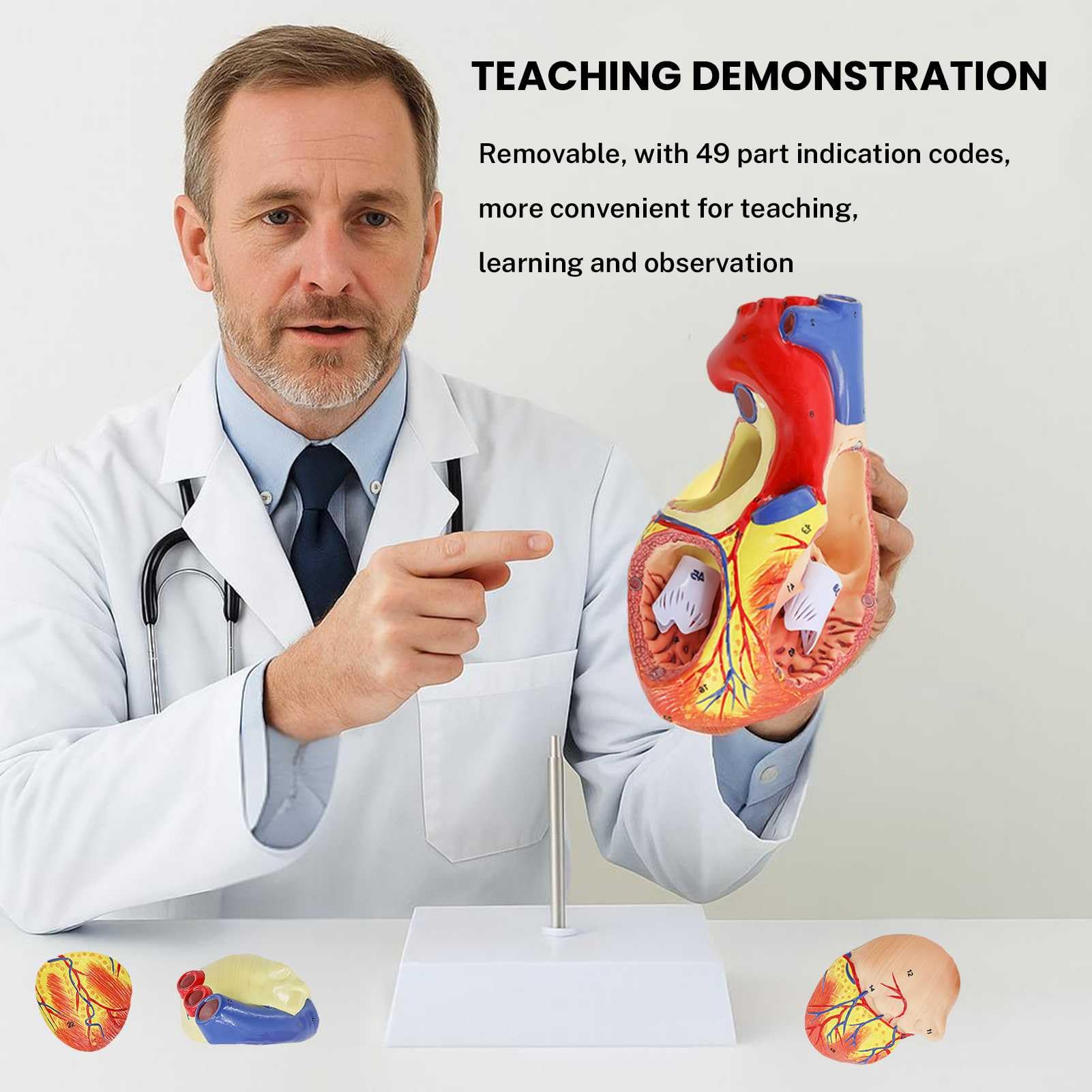Modelo de Corazón Humano Ampliado 2X – 4 Partes con 49 Estructuras Numeradas, Ensamblaje Magnético y Soporte – para Demostraciones y Estudios Anatómicos
