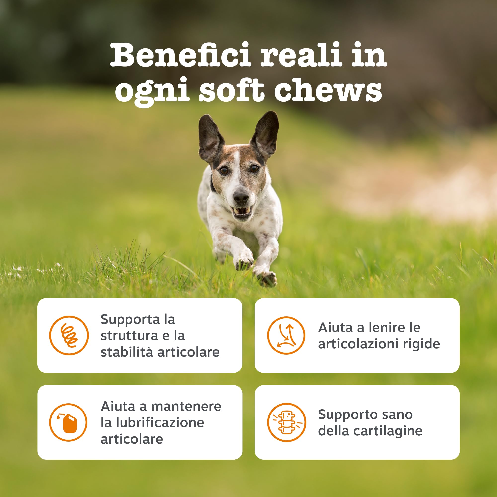 Zesty Paws Hip & Joint per Cani – Supporto Mobilità, Flessibilità Articolare, Articolazioni Rigide e Cartilagine – con Glucosamina, Condroitina e Cozza Verde – 90 Bocconcini