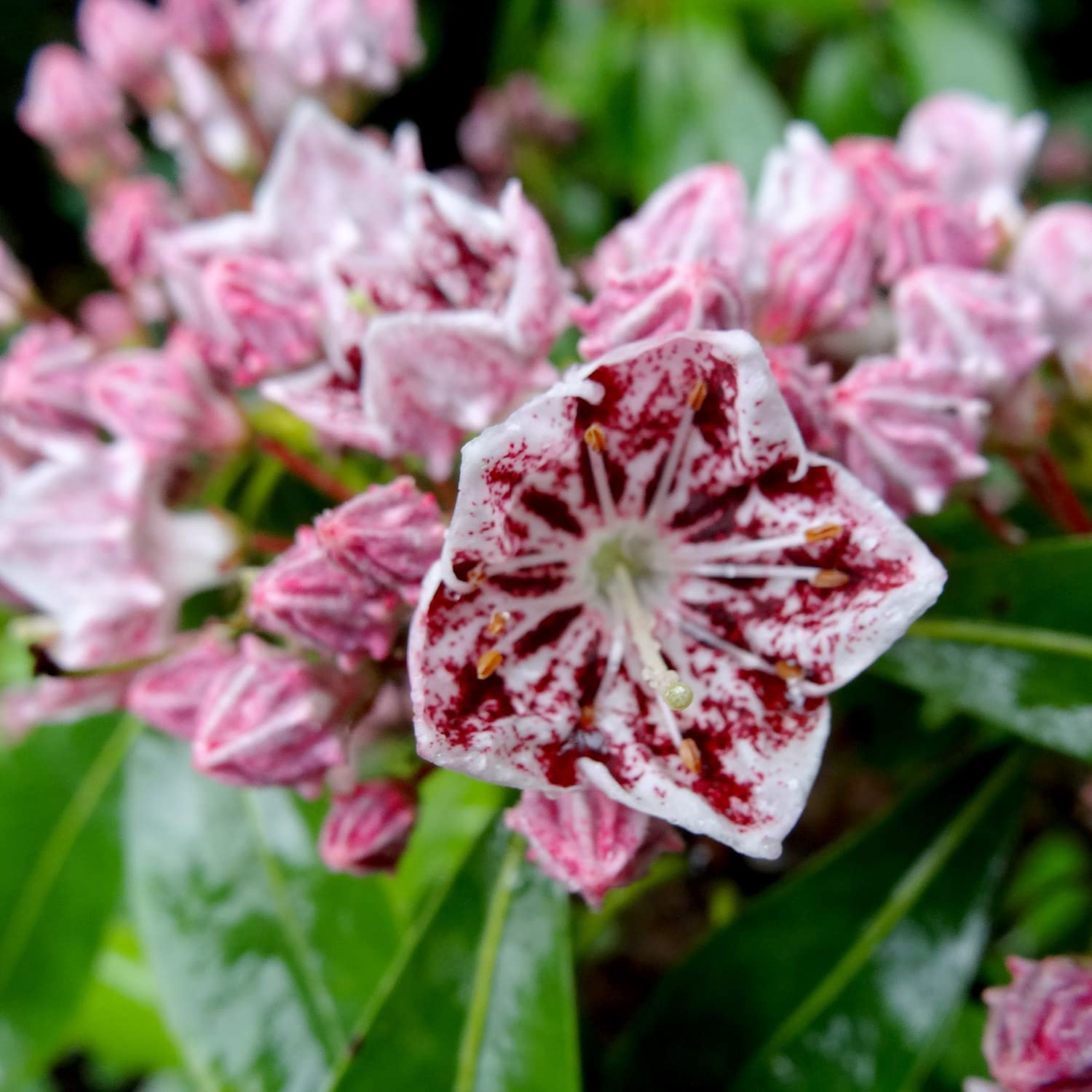 Elixir Gardens 1 x Kalmia Ginkona (4L Pot) | Fully Established Hardy Evergreen Flowering Shrubs & Bushes for Borders, Patios & Planters | Rhododendron, Viburnum, Nandina & More
