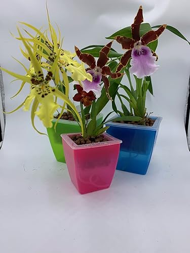 Vista 10 de 3 macetas perfectas para orquídeas, maceta de plástico con red de malla y 3 macetas interiores / 3 exteriores (azul, mediano de 5 pulgadas)