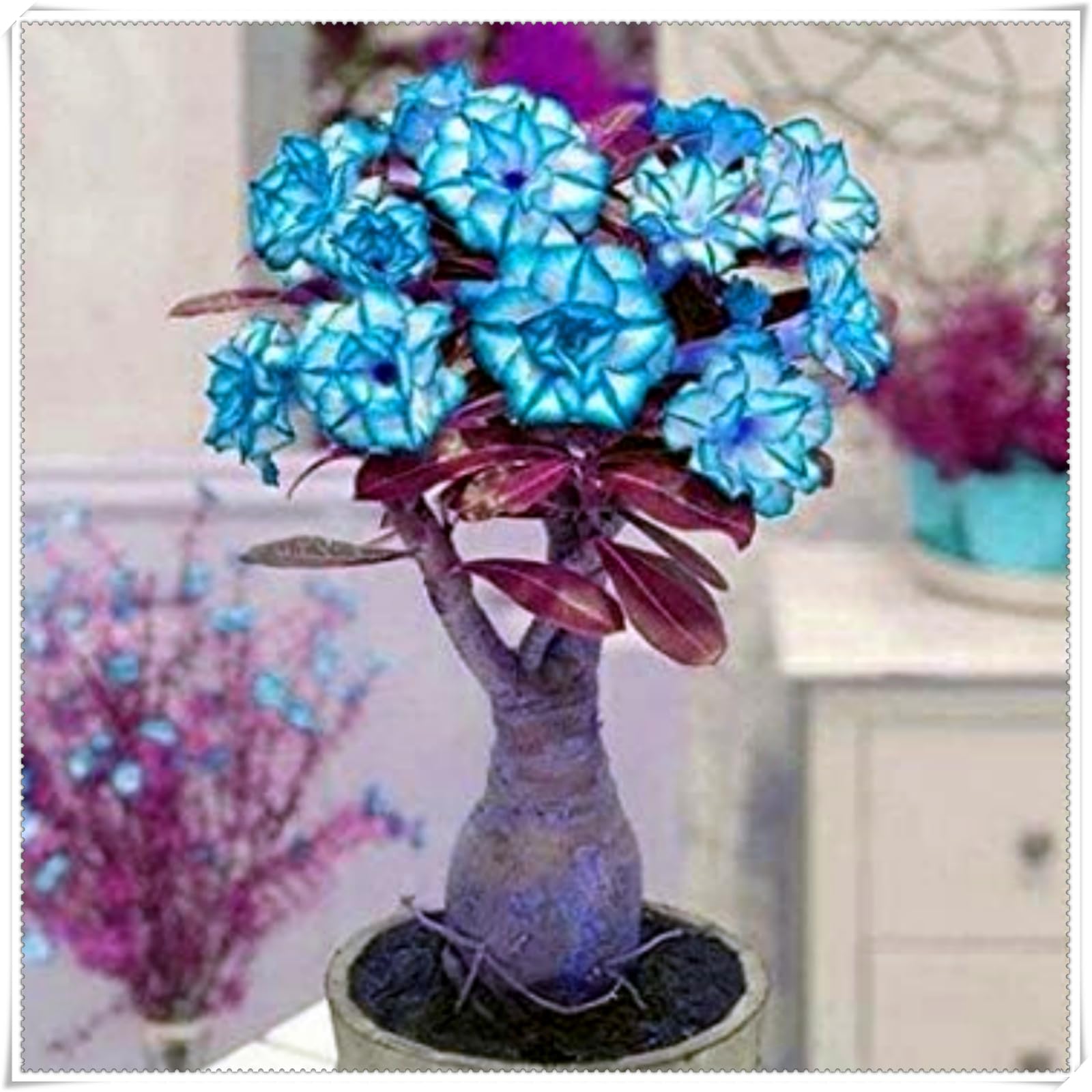 Perennial, Brilliant Desert Rose Bulbs,for Stunning Garden Displays-4 Bulbs-C