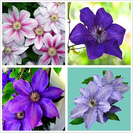 Amazon クレマチス球根 強い活力 植えやすい あなたの庭に植えることができます 鉢植え あなたの庭で育つ 庭の植物は人々を幸せにし 10球根 2 花