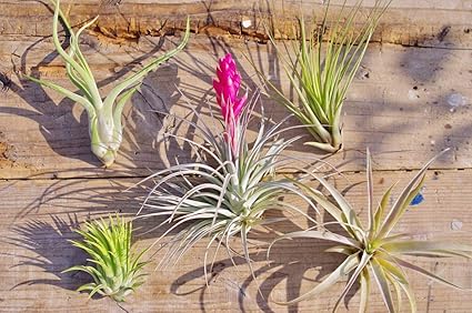Amazon エアプランツ 5株セット ティランジア チランジア エアープランツ 観葉植物 オンライン通販