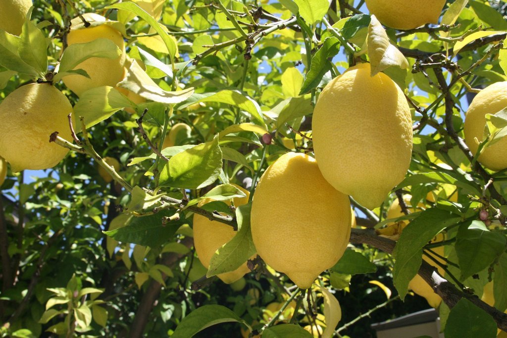 Pianta Di Limone Citrus Limon - Alberello 1/2 Anni, Altezza 130/150 Cm In Fitocella - Foto 11