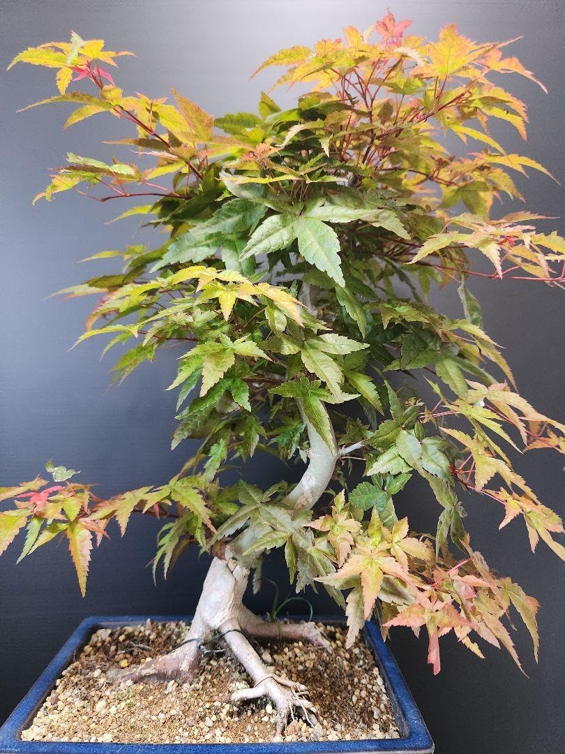 中品山もみじ盆栽 11-1 モミジ もみじ 中品 盆栽 中品山もみじ盆栽 11-1 モミジ もみじ 中品 盆栽
