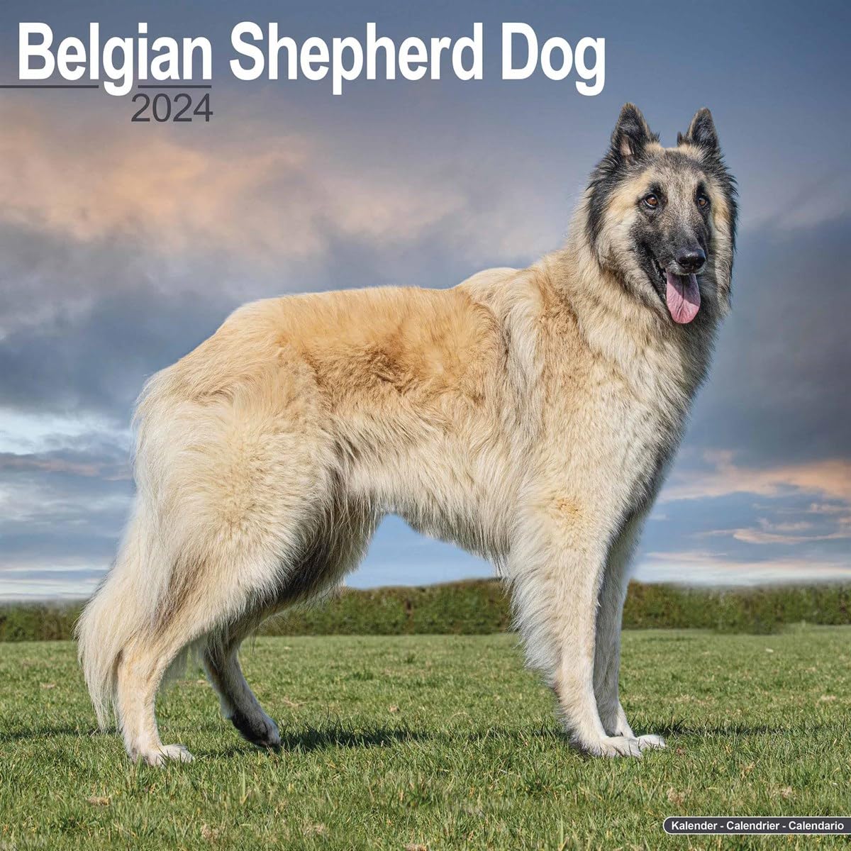 Belgian Shepherd Dog Calendar 2024 | Square Dog Breed Wall Calendar - 16 Month