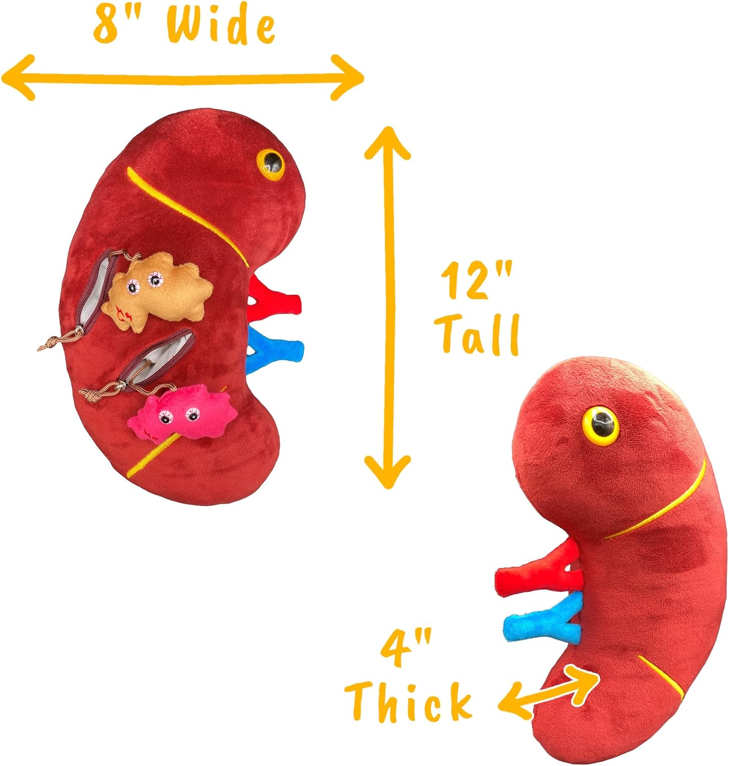 GIANTmicrobes Deluxe 12" Kidney Plush with Kidney Stones, Kidney Stuffed Animal, Kidney Transplant Gifts, Kidney Donor Gifts, Kidney Pillow, Urology Gifts, Nephrology Gifts, Dialysis Nurse Gifts - Image 4