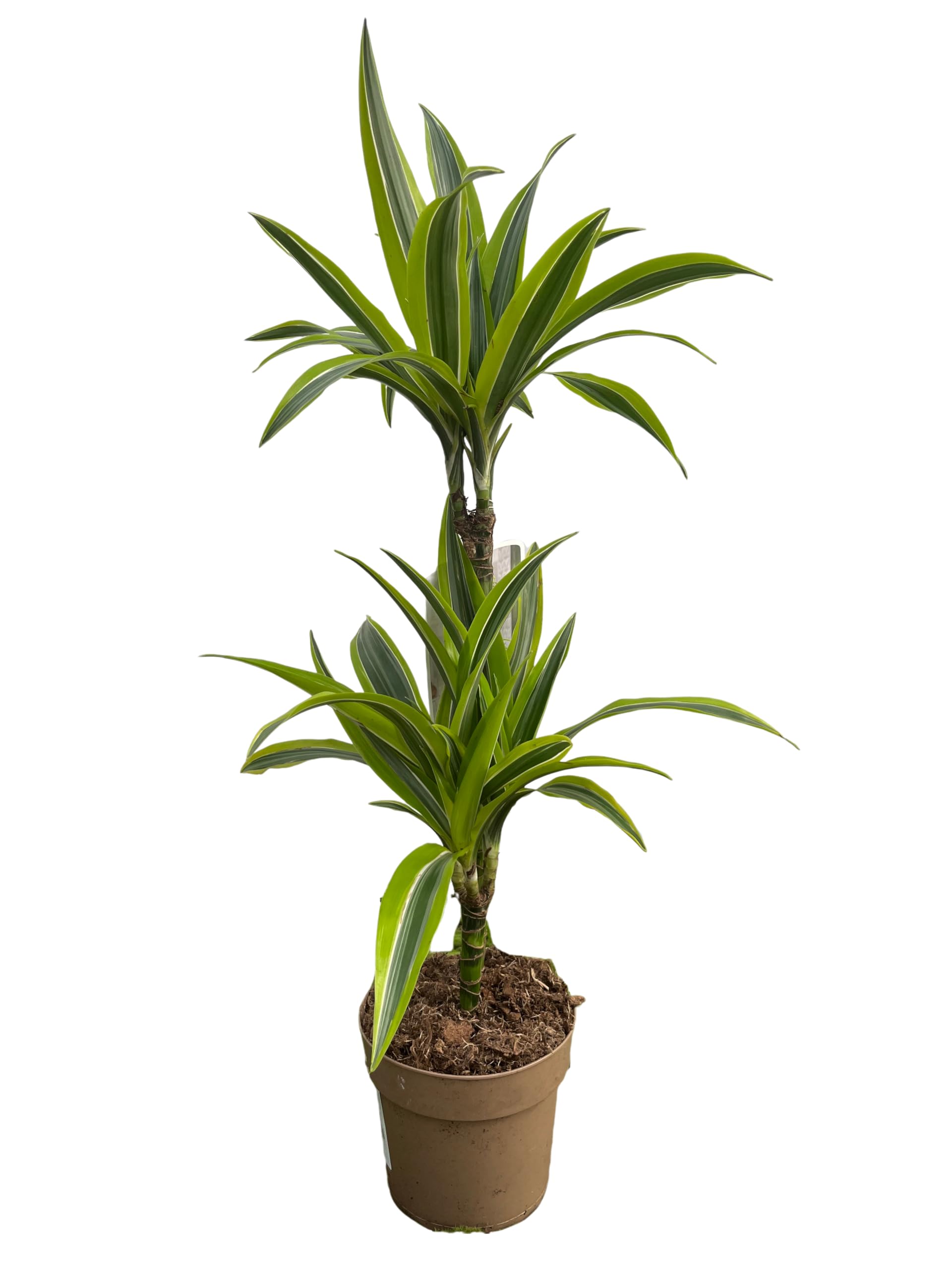 Cool Green - Planta natural - Drácena Lemon Mediana