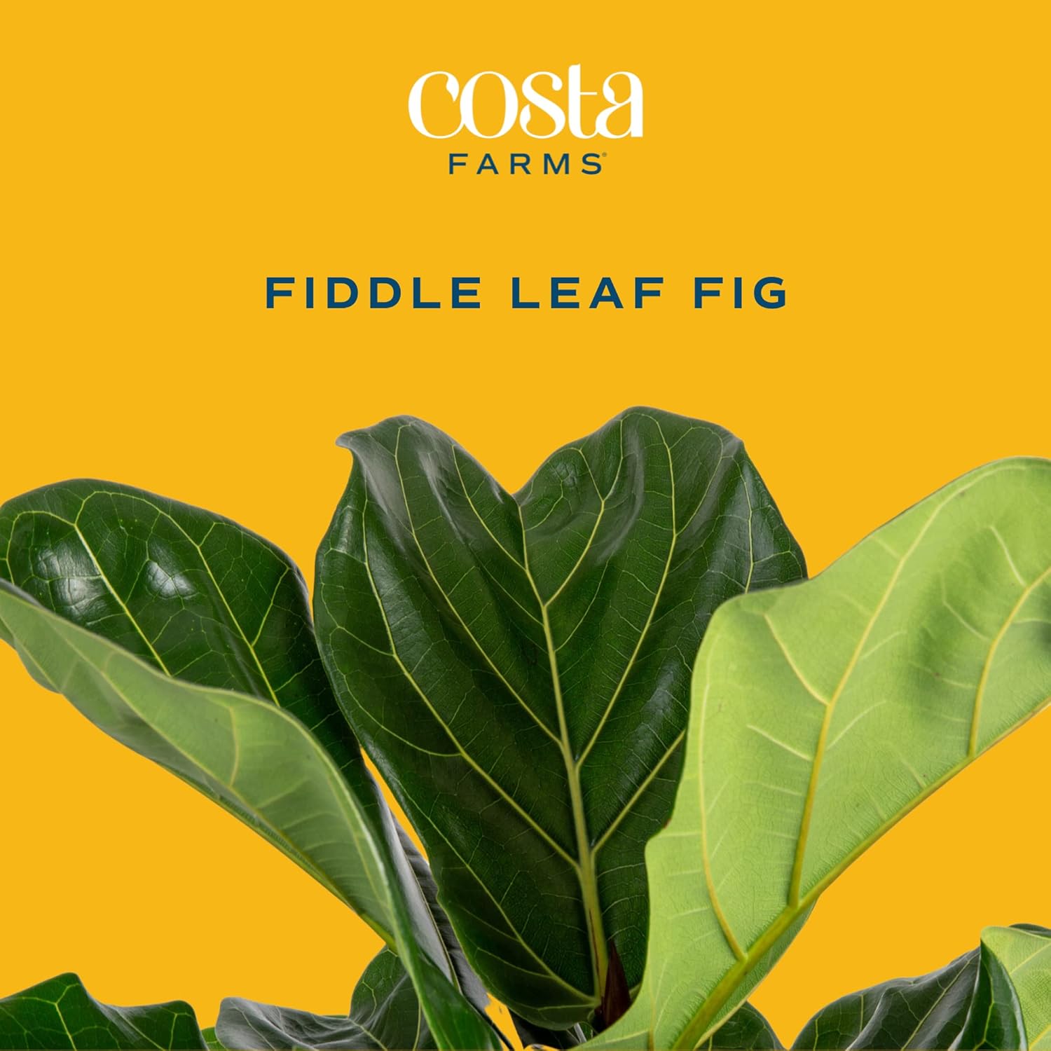 Costa Farms Fiddle Leaf Fig Tree, Ficus Lyrata Live Indoor Plant Potted in Indoor Garden Plant Pot, Potting Soil, Floor Houseplant Gift for Housewarming, Tropical Home or Room Decor, 3-4 Feet Tall : Patio, Lawn & Garden