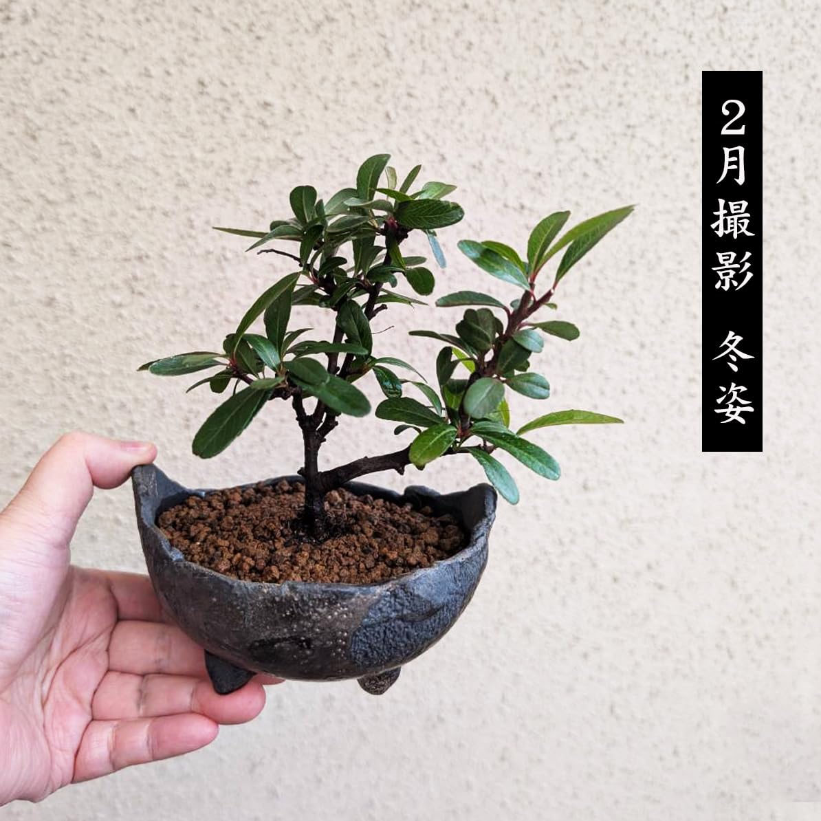 盆栽 『ピラカンサ』 インテリア 観葉植物 ガーデニング 送料無料 b033 ピラカンサの盆栽を販売｜盆栽妙 – 盆栽妙 本店