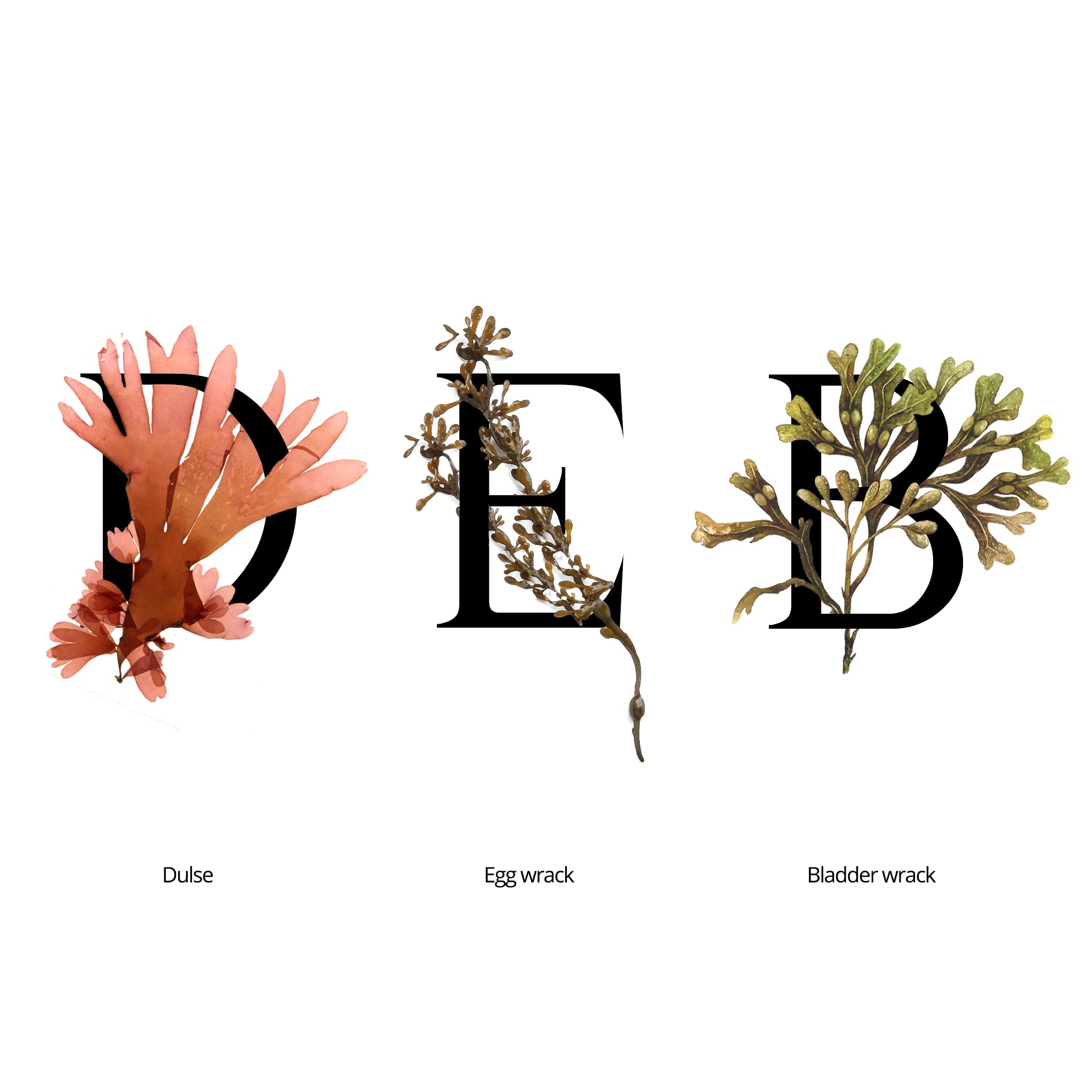 SEAWEED ORGANICS, The Mid Seaweed Rejuvenating Essence, Organic Scottish Dulse, Egg wrack, Bladder wrack extract - Image 2