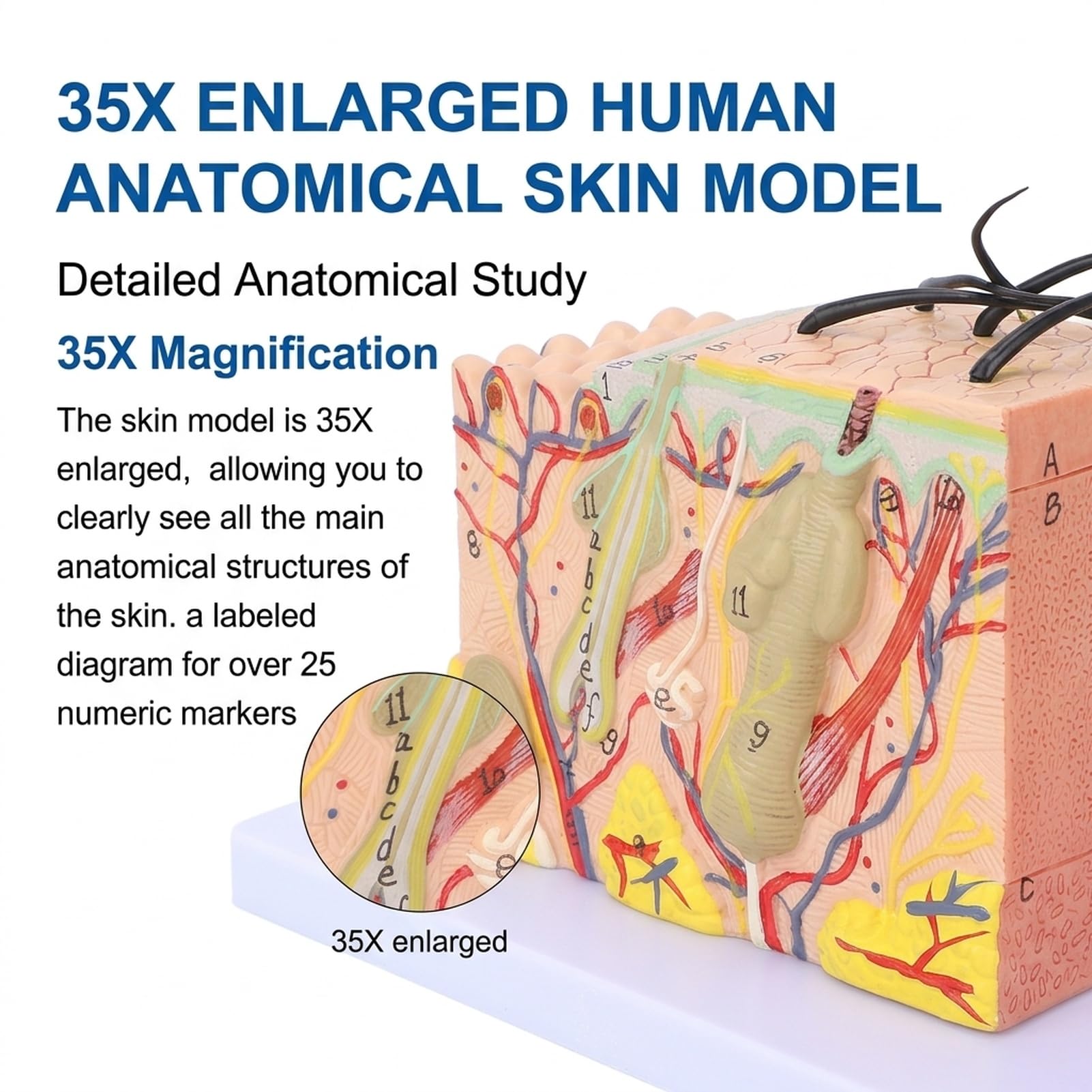 ZenithAur Moo di pelle, moo anatomico a pelle allargato 35x Moo di struttura a pelle umana con strati di pelle 3D dettagliati per l'educazione scientifica e la visualizzazione