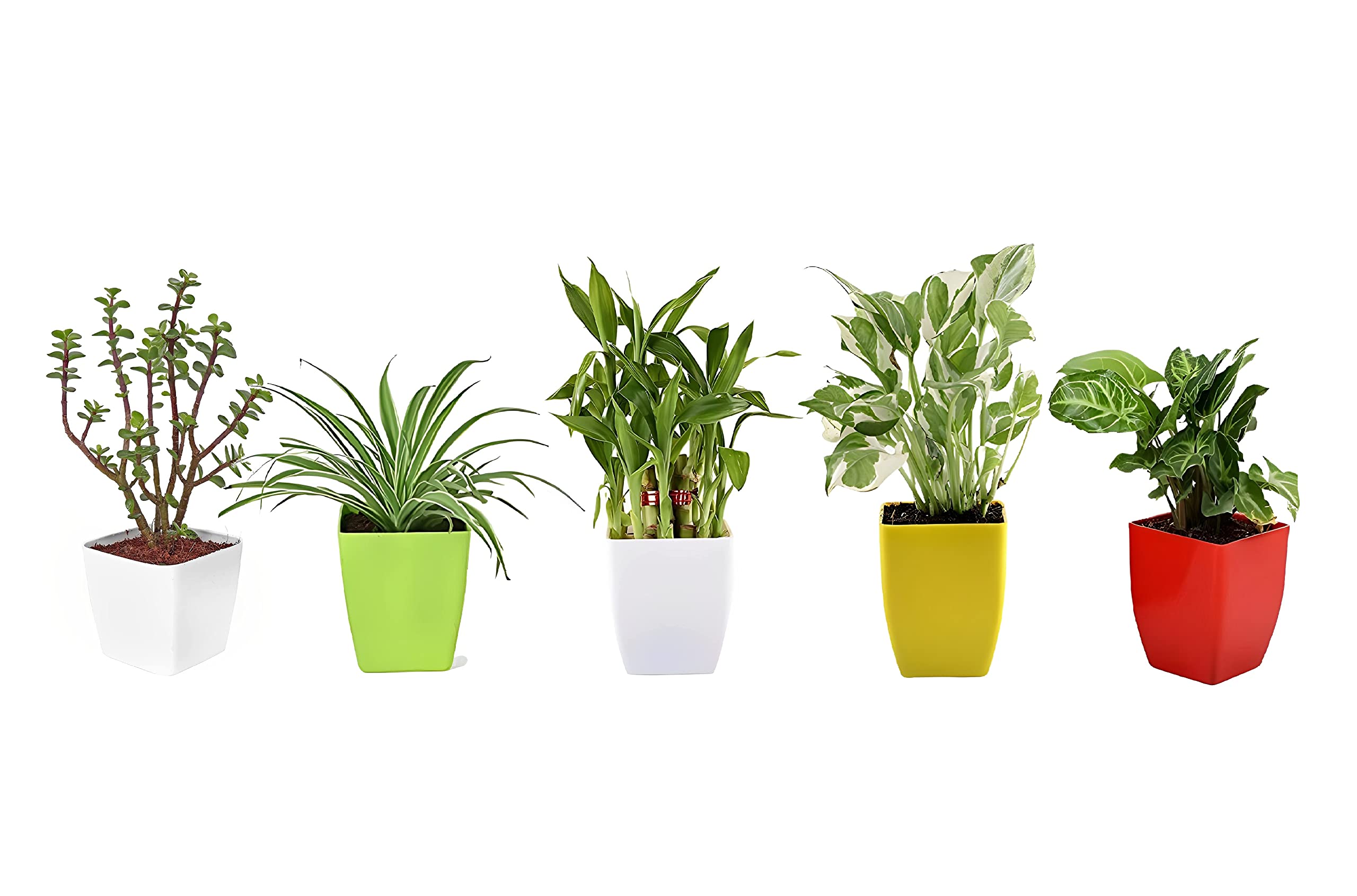 Unmukth Indoor Live Plants for Home Indoor Garden with Pot - Good Luck Jade, Pothos, Green Spider, Syngonium, 2 Layer Bamboo Plants (Size: 3 inch, Color: Red,Yellow, White Planter)(Combo of 4) (B09HZKTJYM) Amazon Price History, Amazon Price Tracker