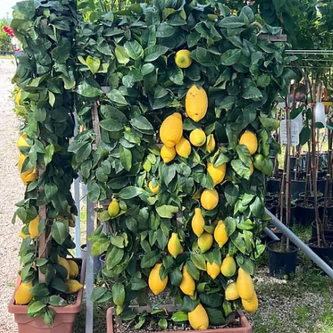 Limonero Lunario 4 Estaciones en Espaldera – Citrus Limon – Altura 130 cm – Maceta 60 cm