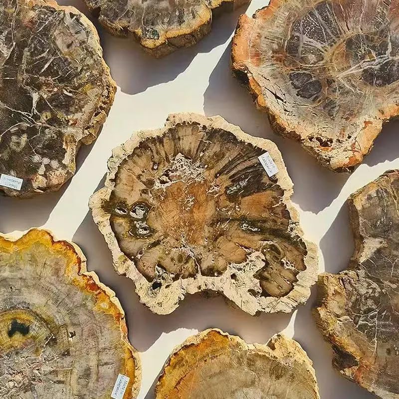 Wholesale Natural Polished Wood Fossil Slab Healing Rough Woodstone Slice Specimen for Decoration 1pc (901g-1100g)