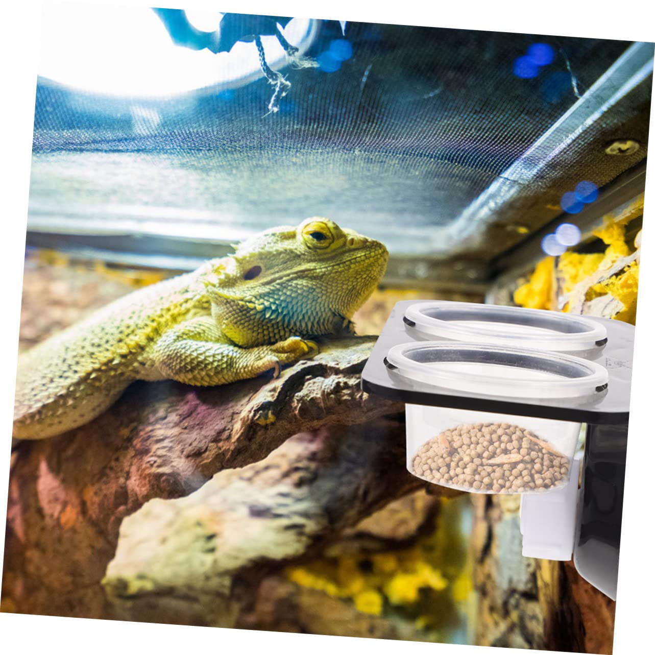 BESPORTBLE 5 Juegos De Cuencos para Reptiles Cuenco De Agua para Comida De Tortuga Plataforma De Alimentación para Reptiles Tanque De Tortuga Plato De Comida para Gecko Accesorios para