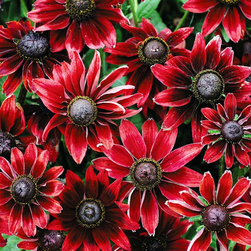 Cherry Brandy Black Eyed Susan Root