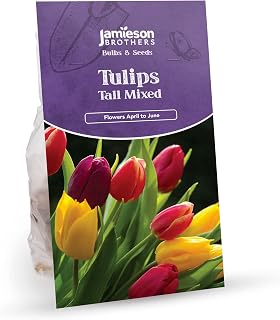 Tall Mixed Tulip Bulbs - 16 Bulbs to Plant in Gardens, Borders & Flowerbeds – Bulk Flower Bulbs by Jamieson Brothers®