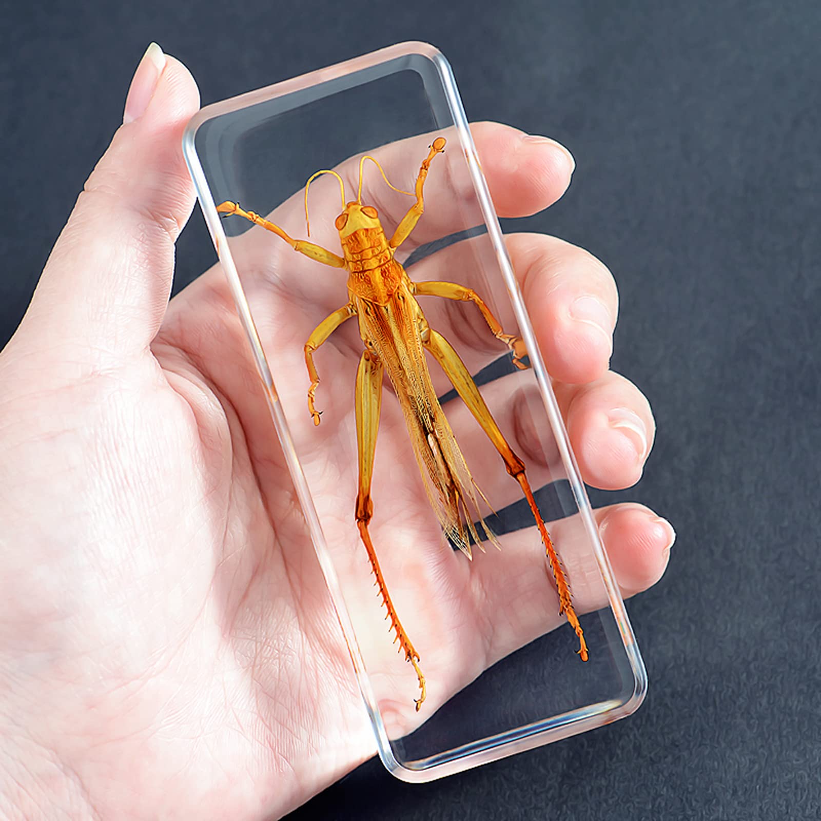 Amazon.co.jp: 昆虫標本本物の昆虫カマキリ標本樹脂デスク文鎮動物剥製