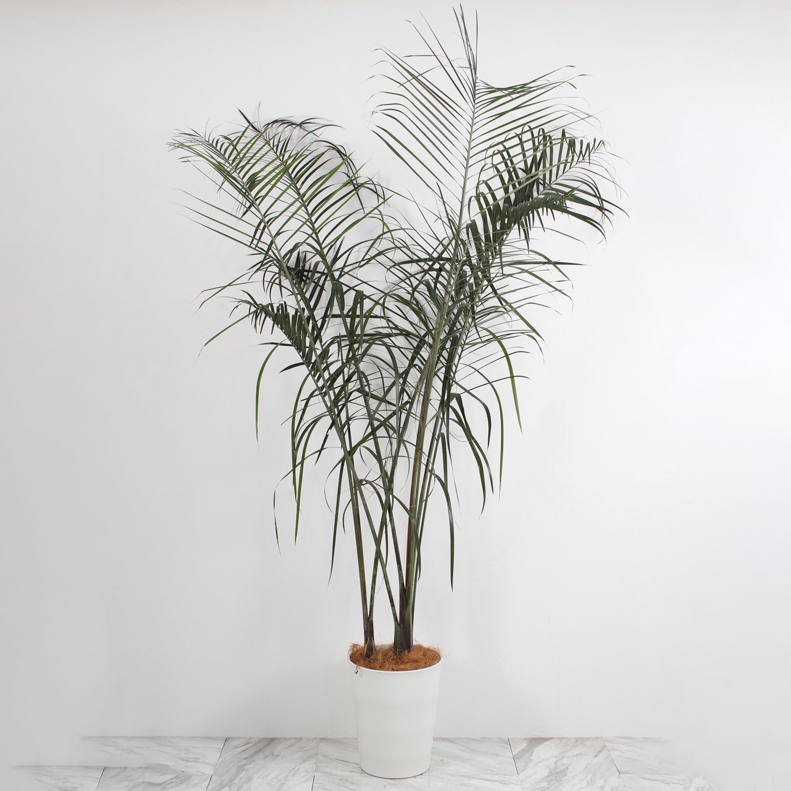 【現品】ミツヤヤシ　ミエミツヤシ（トライアングルパーム・三角ヤシ）　9号　あ７番 現品】ミツヤヤシ ミエミツヤシ（トライアングルパーム・三角