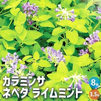 Amazon.co.jp: ITANSE カラミンサ ネペタ ライムミント