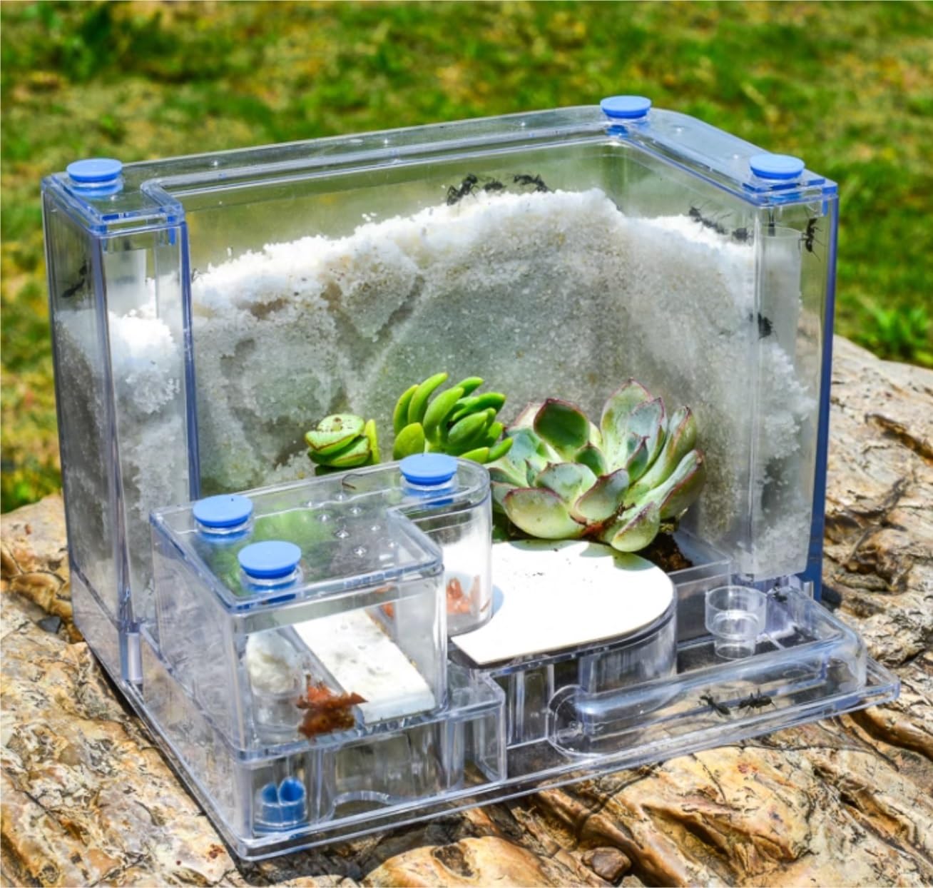 アリの巣観察キット(完成) Amazon | MINORIX アリ の 巣 観察 キット (砂は別売) アリの巣