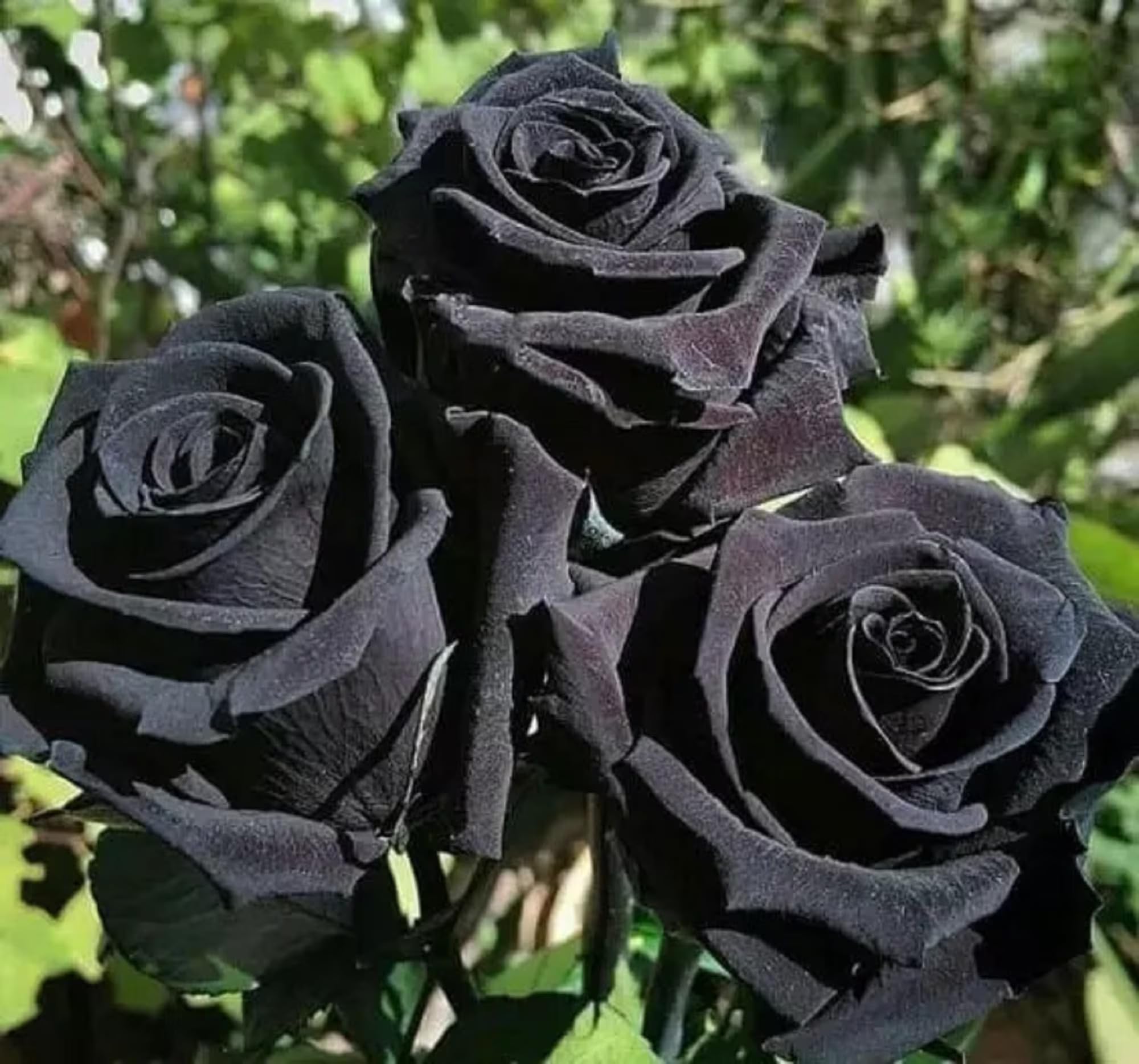 Hybrid Black Rose Flower Plant (1 Live Plant) (B0D7TM55T3) Amazon Price History, Amazon Price Tracker
