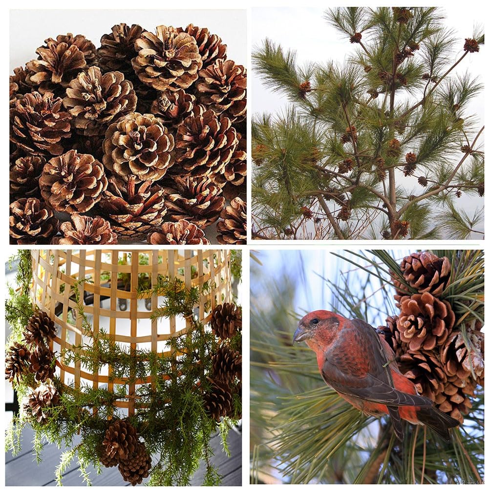 10 pigne natalizie, pigne di pino, decorazioni naturali per il fai da te, pigne naturali per albero di Natale, ghirlanda di Natale, artigianato A1-10 (9-12 cm)