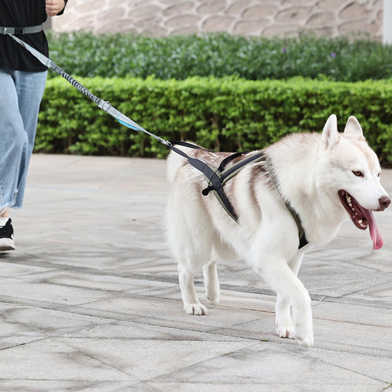 Harnais de contrôle pour chien Media avec alimentation d'entraînement à traction et se détache rapidement