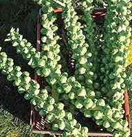 Churchill Heirloom Brussels Sprouts Seeds - Non-GMO, Early Maturing 90-100 Days, 50+ Seeds, Country Creek Acres