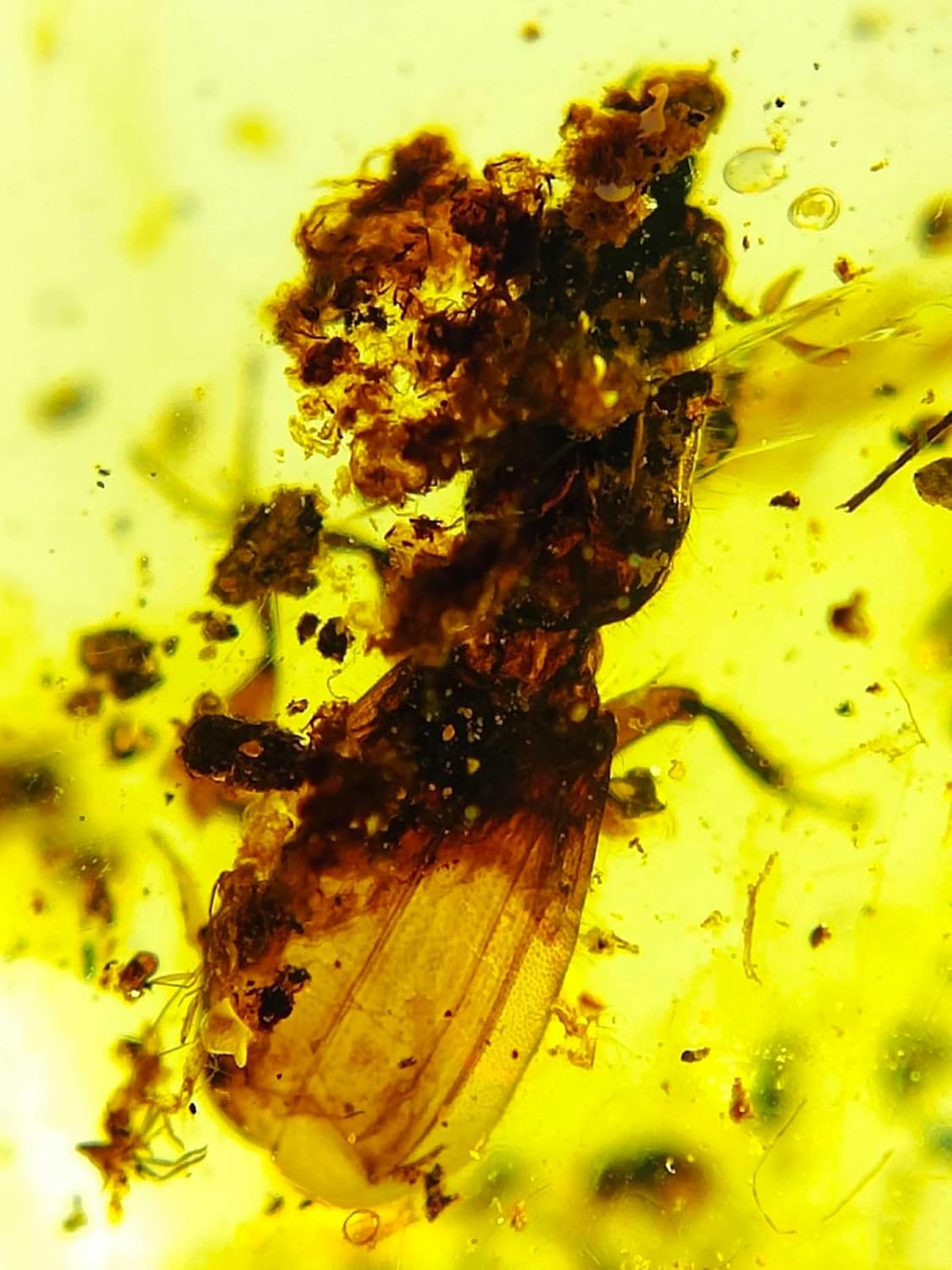 Burmese burmite Cretaceous Scarab Insect Fossil Amber Myanmar