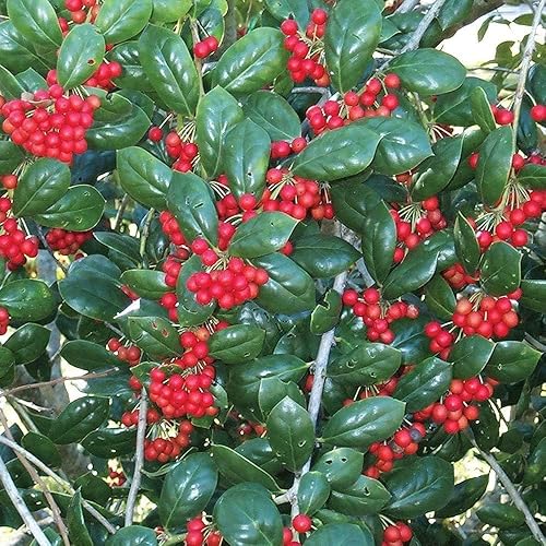 Miniatura 4 de Enano Burford Holly - 10 plantas vivas - Ilex Burfordi Evergreen Seto bayas rojas arbusto de árbol