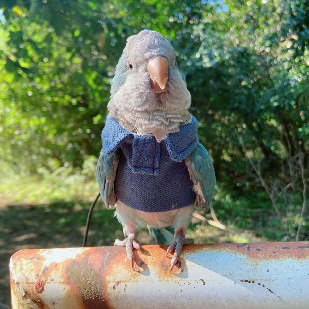 Bird Costume Bird Diaper Flight Suit Bird Blue Top Bird Clothes Cosplay Photo Prop for Parrots Lovebird Parakeet Cockatiel Small Animals Apparel (with Diaper,XL)