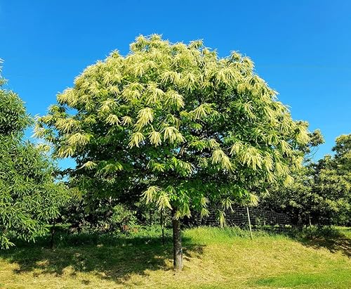 2 Chestnut Trees Live Plants, 16" In Tall Chestnut Tree For Planting #TOP5