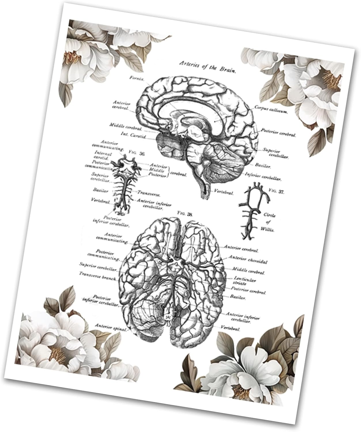 Gnosis Picture Archive Neuroscience Art set of 3 unframed 8x10 Prints of Human Brain Anatomy Art with Peony Floral Border, blue