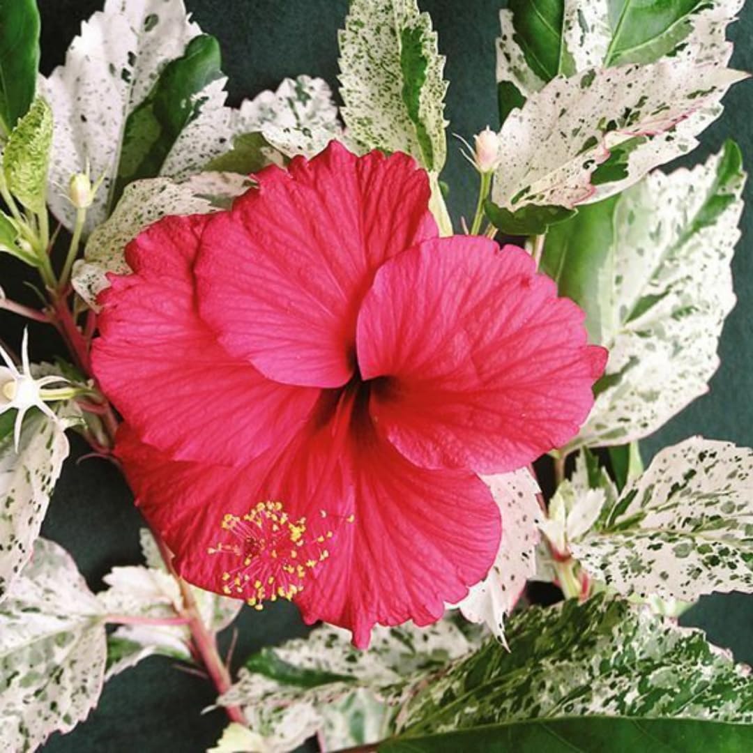 Hibiscus Plants, Hibiscus Tree Live Plant,