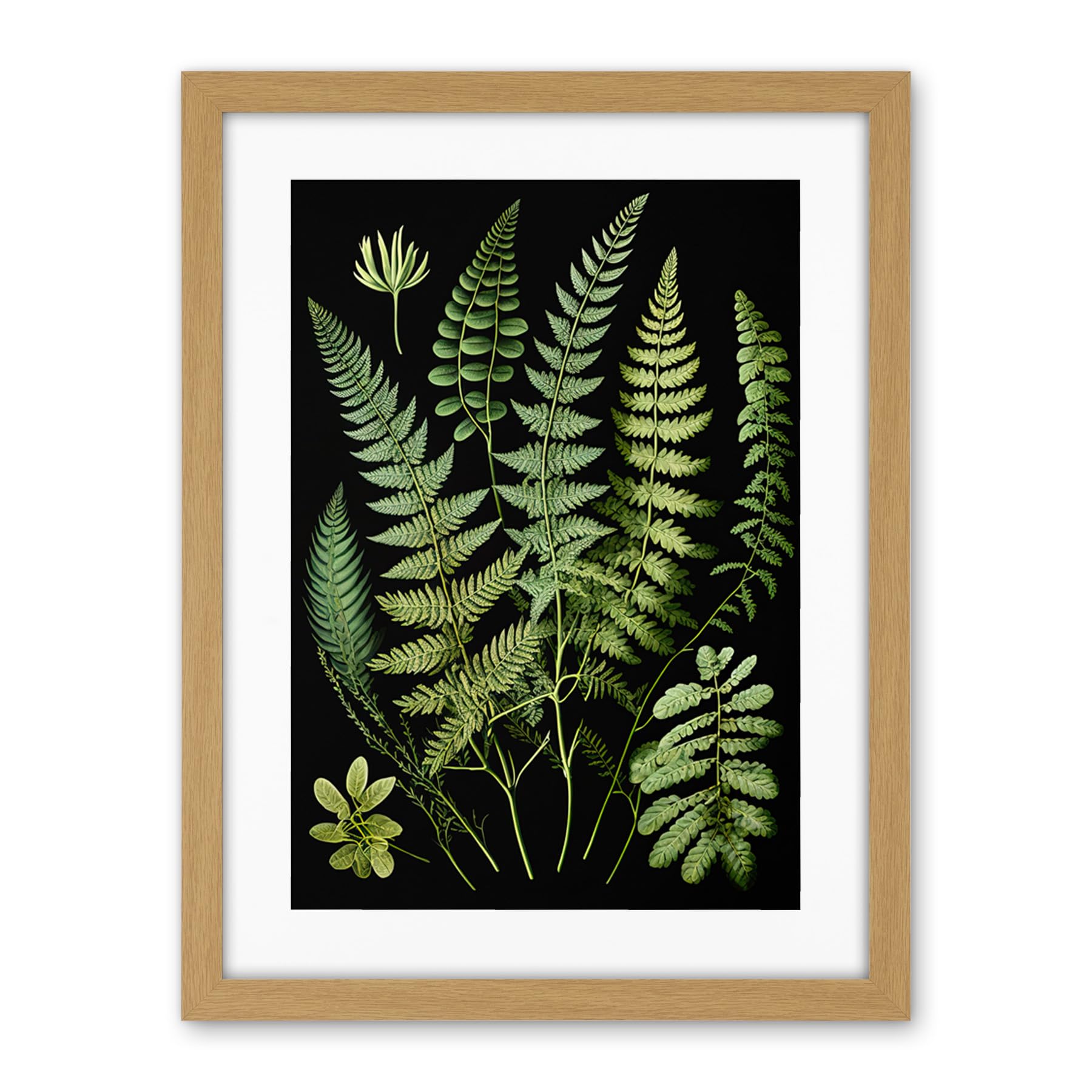Artery8 Fern Fronds Detailed Leaves Botanical Illustration Artwork Framed Wall Art Print 18X24 Inch
