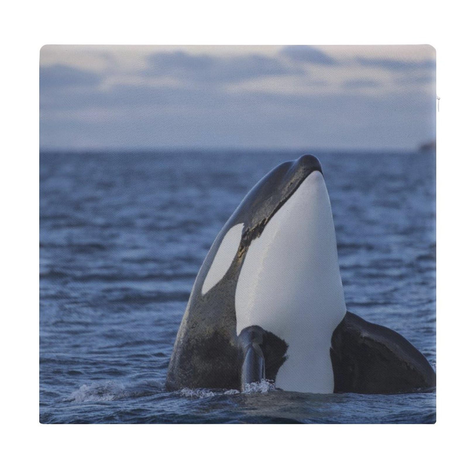 JZemdybill Chair Pad, Killer Whales Orca Seat Pad, Square Chair Cushion for Yoga Living Room Balcony
