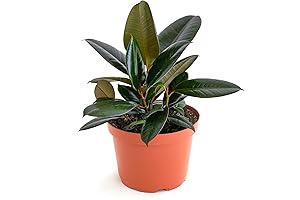 Elegant Burgundy Rubber Plant: A Majestic Indoor Decor and Air Purifier