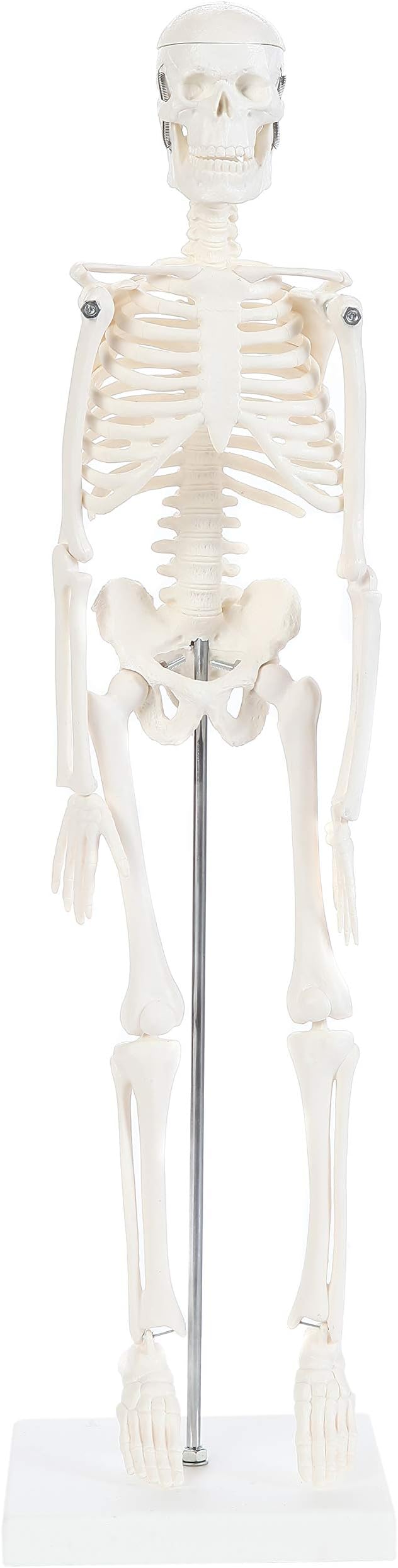 Anatomy Lab Human Skeleton Model, 19" Desktop Skeleton Has Movable Arms and Legs, Details Basic Human Skeletal System with Display Stand