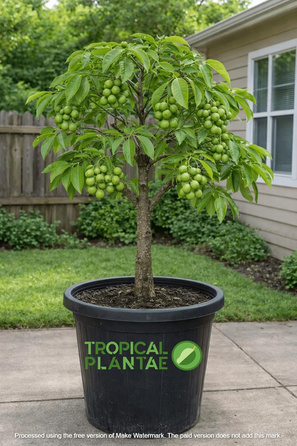 Spanish Lime Tree (Melicoccus bijugatus) – Live Tropical Fruit Tree – USDA Certified